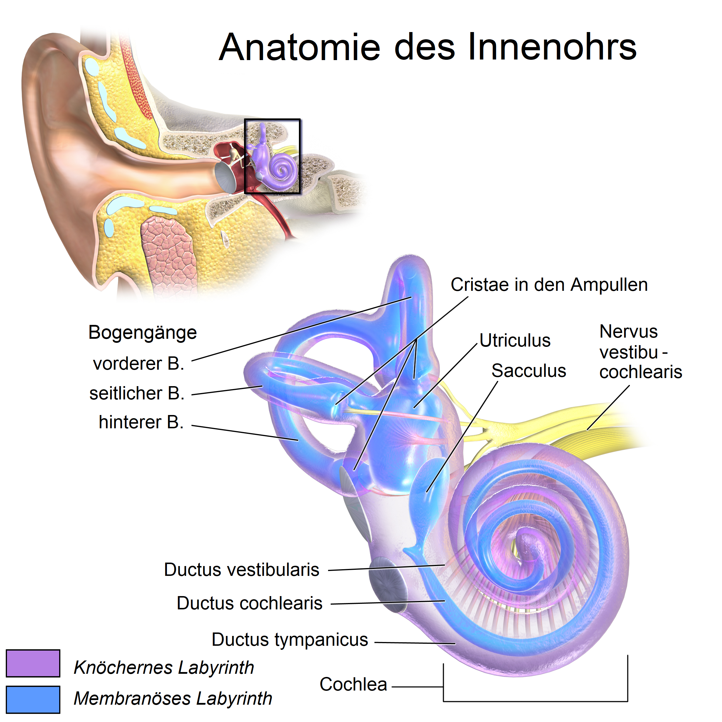 Anatomie des Innenohrs